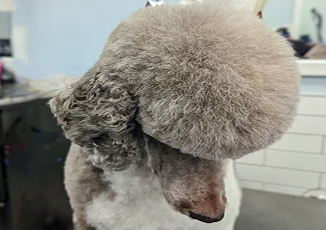 image showing Poodle hair shapping around head